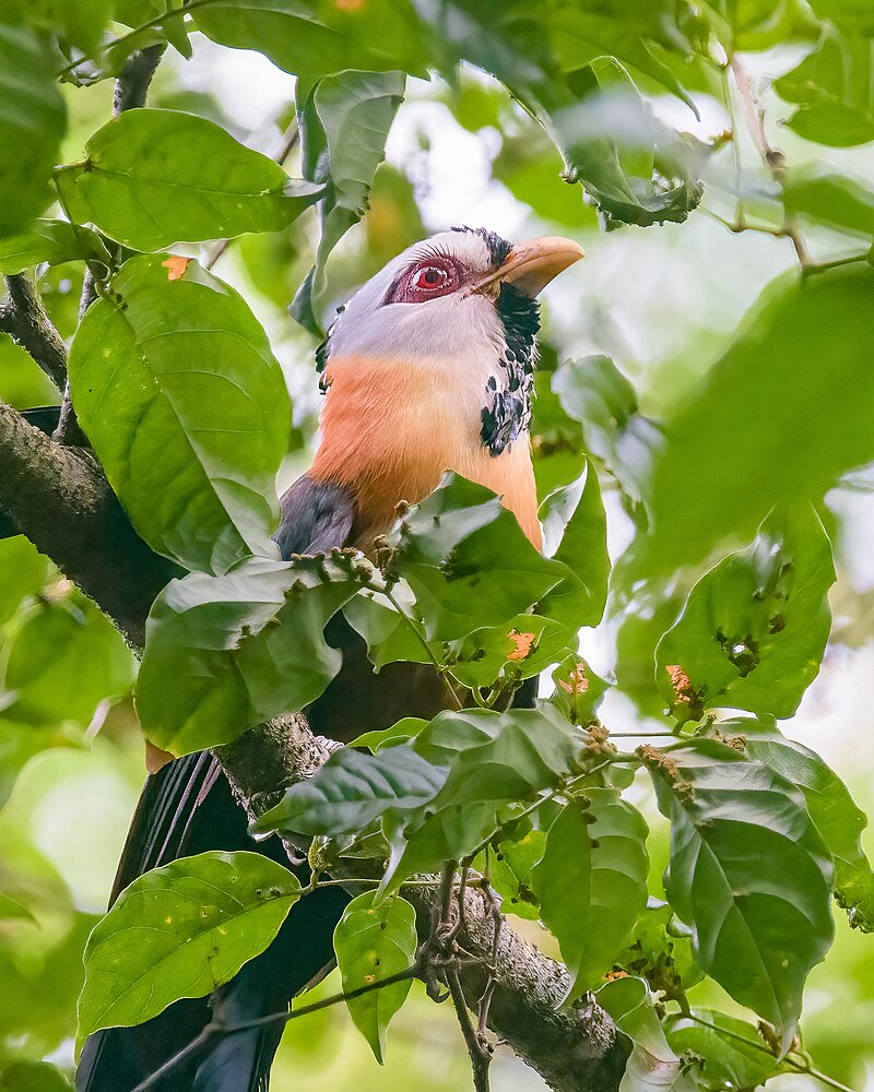 Scale-feathered Malkoha (Dasylophus cumingi) photo