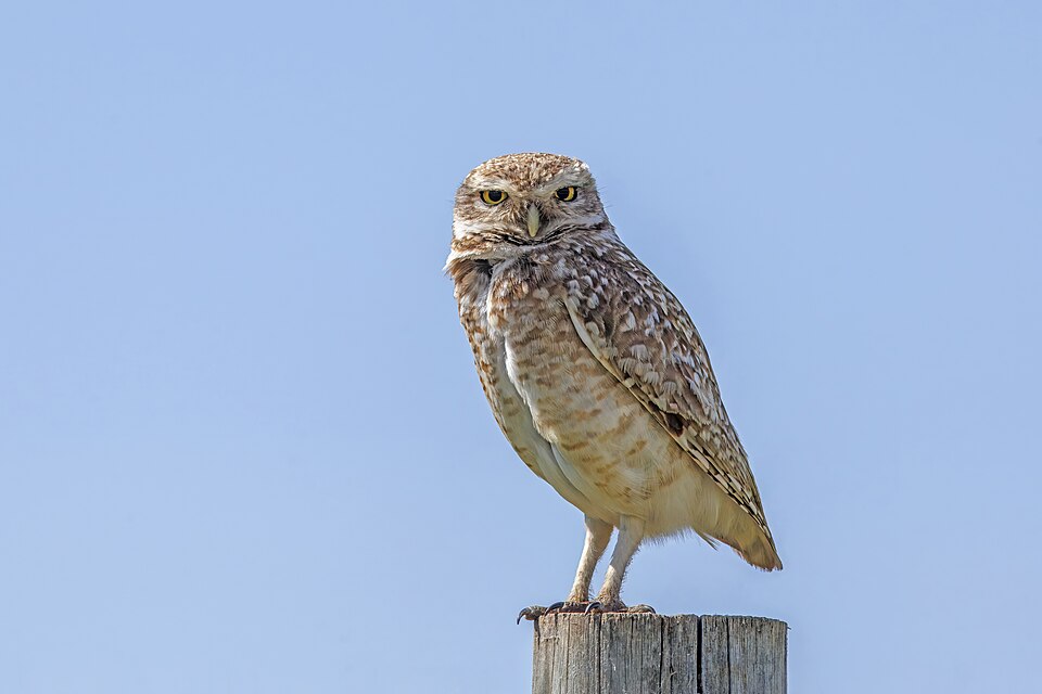 Burrowing Owl (Athene cunicularia)