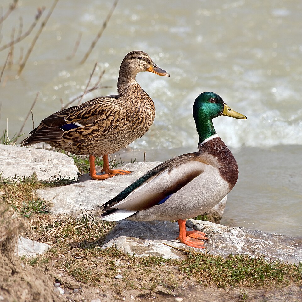 Mallard (Anas platyrhynchos)