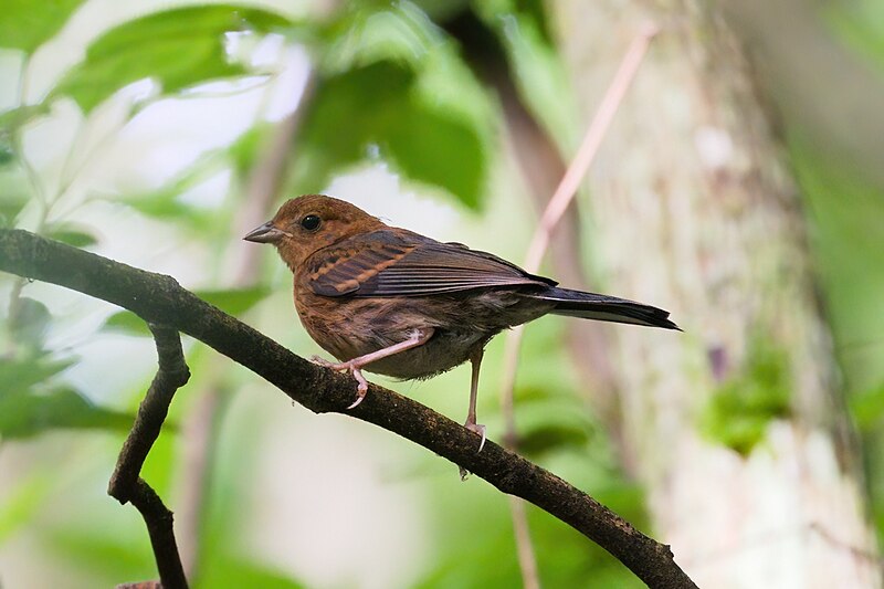 Slaty Bunting (Emberiza siemsseni) photo