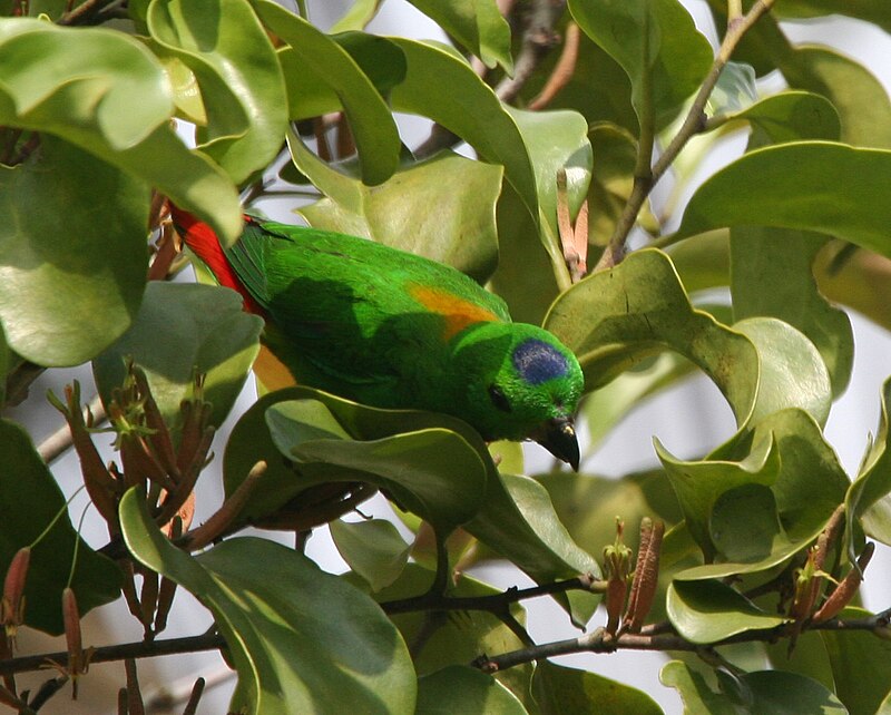 Blue-crowned Hanging-Parrot (Loriculus galgulus) photo