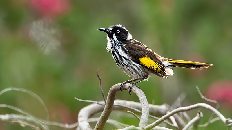 New Holland Honeyeater (Phylidonyris novaehollandiae) photo