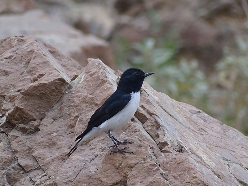 Hume's Wheatear (Oenanthe albonigra) photo