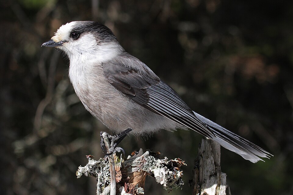 Canada Jay (Perisoreus canadensis)