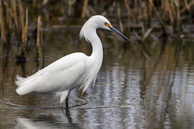 Snowy Egret (Egretta thula) photo