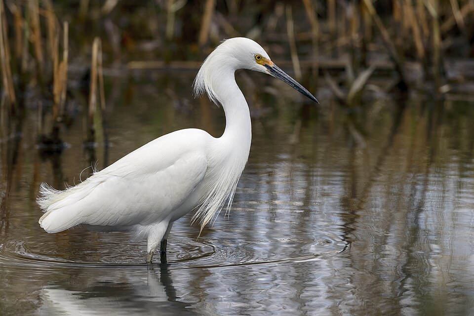 Snowy Egret (Egretta thula)