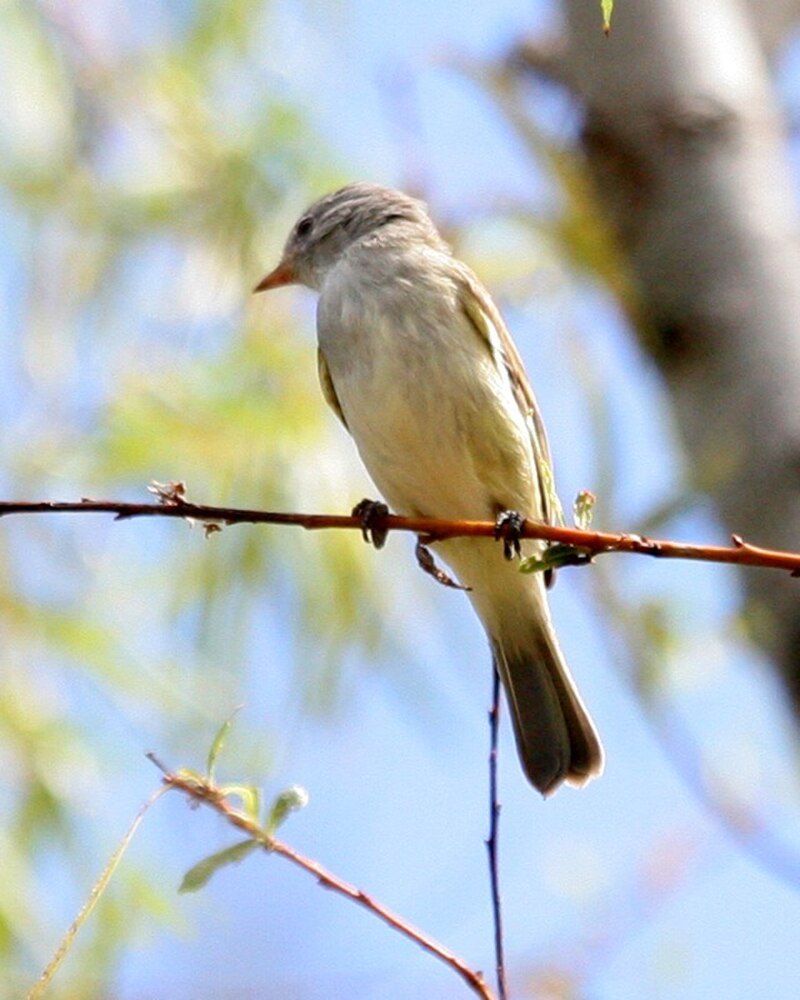 Southern Beardless-Tyrannulet (Camptostoma obsoletum) photo