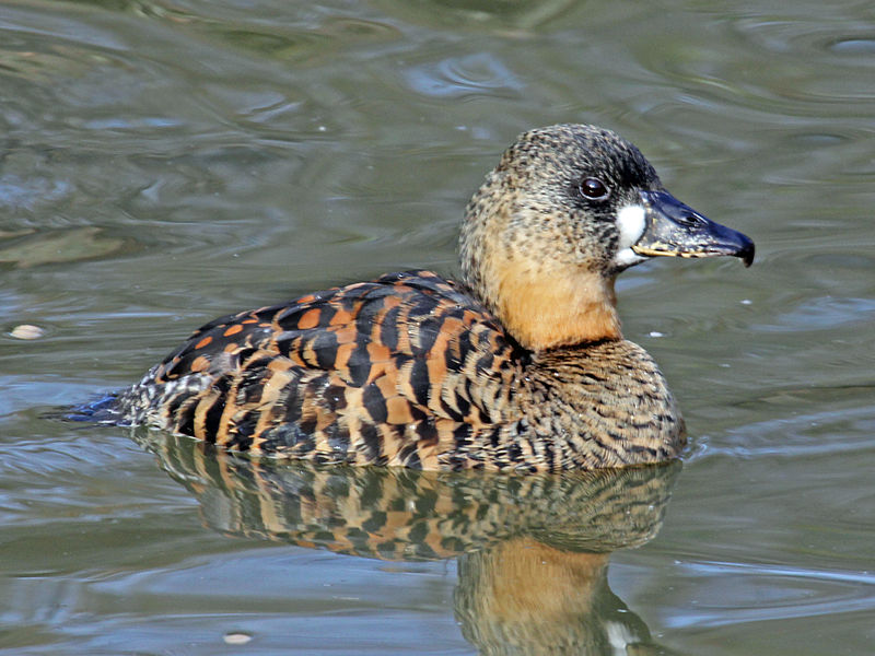White-backed Duck (Thalassornis leuconotus) photo