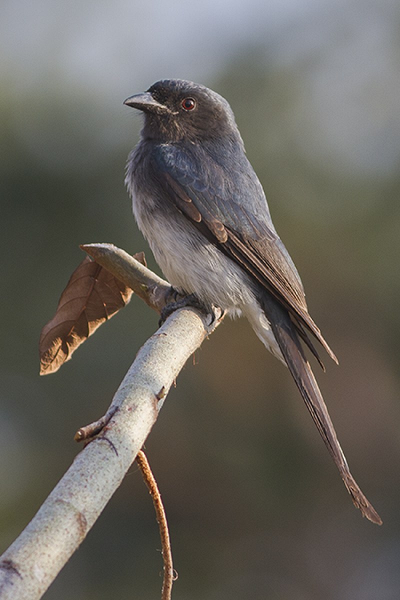 White-bellied Drongo (Dicrurus caerulescens) photo