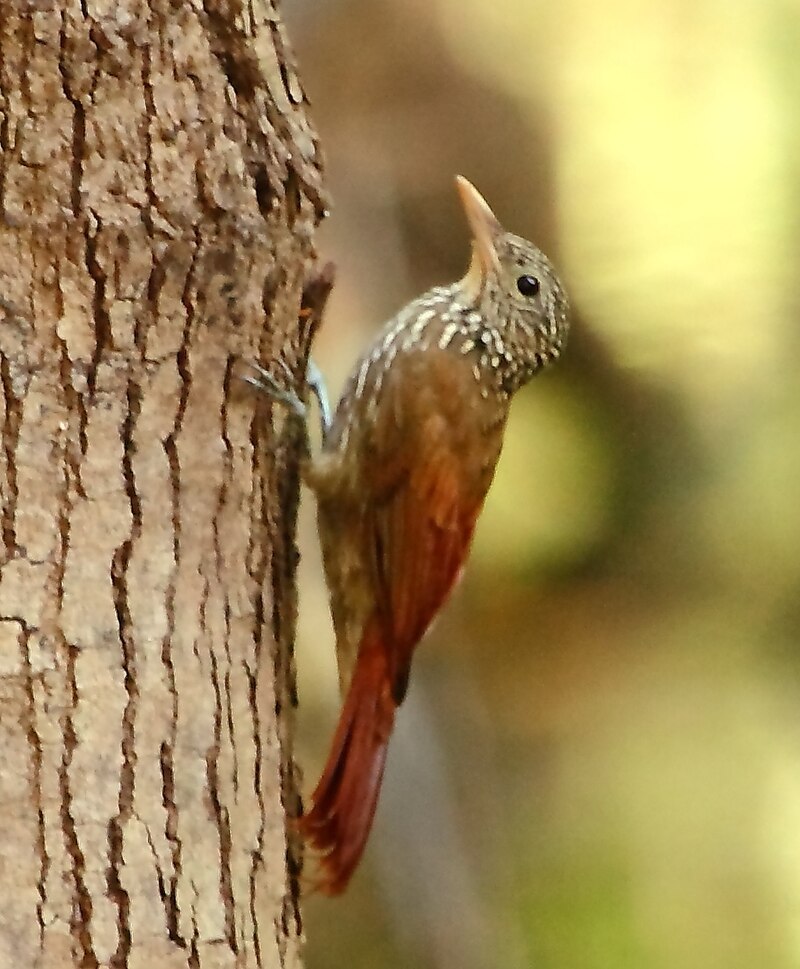 Striped Woodcreeper (Xiphorhynchus obsoletus) photo