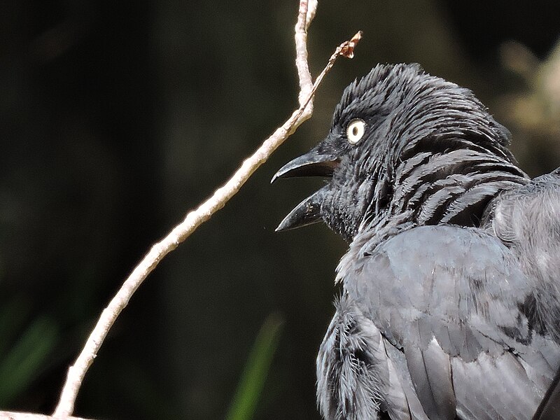 South Melanesian Cuckooshrike (Coracina caledonica) photo