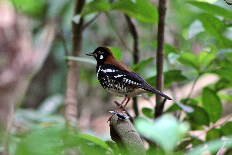 Rusty-backed Thrush (Geokichla erythronota) photo