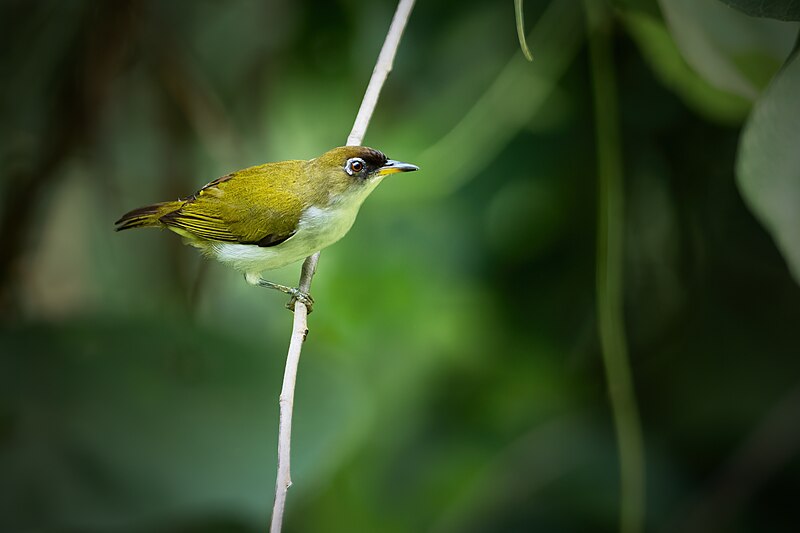 Cream-throated White-eye (Zosterops atriceps) photo