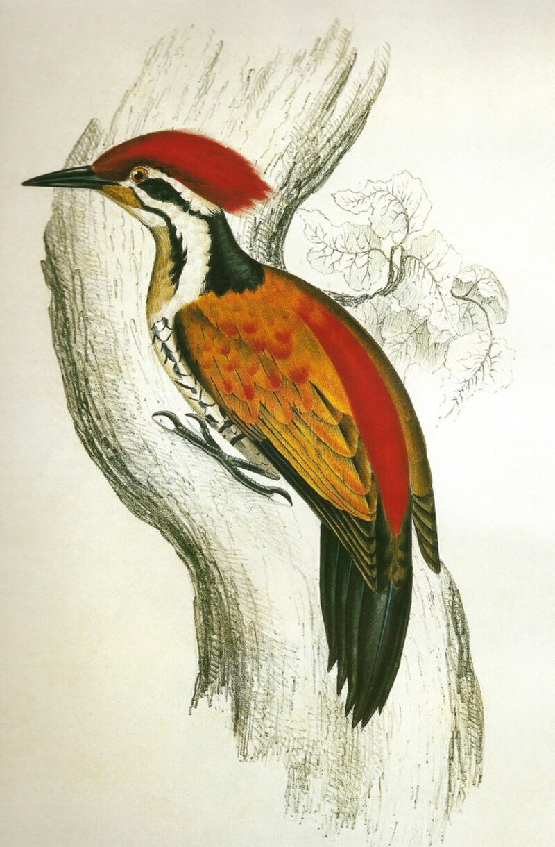 Himalayan Flameback (Dinopium shorii) photo