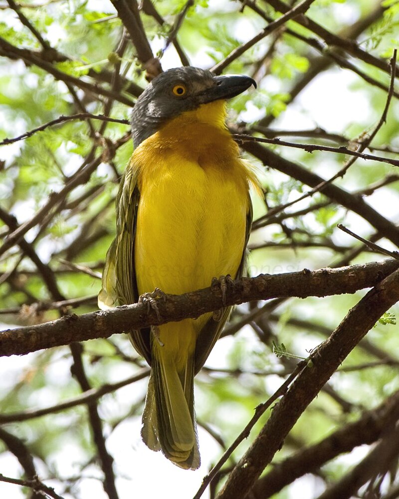 Gray-headed Bushshrike (Malaconotus blanchoti) photo