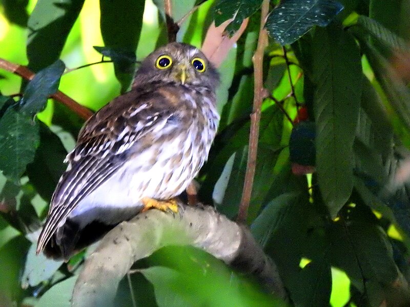 Luzon Boobook (Ninox philippensis) photo