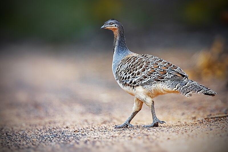Malleefowl (Leipoa ocellata) photo