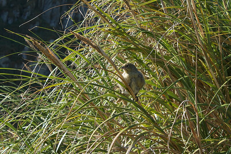 Nightingale Island Finch (Nesospiza questi) photo