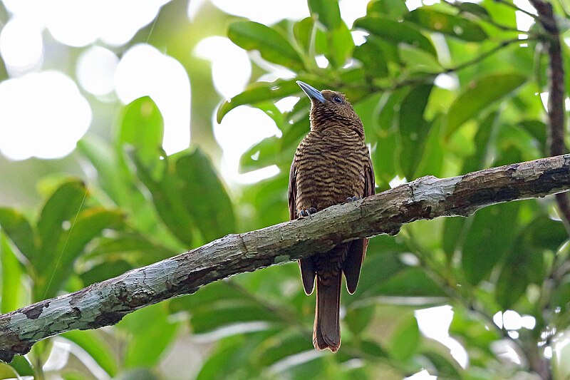 Bernier's Vanga (Oriolia bernieri) photo