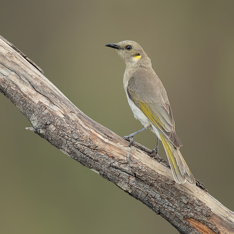 Fuscous Honeyeater (Ptilotula fusca) photo