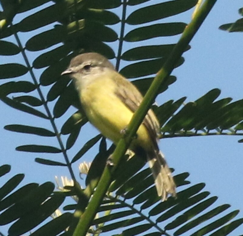 Sooty-headed Tyrannulet (Phyllomyias griseiceps) photo