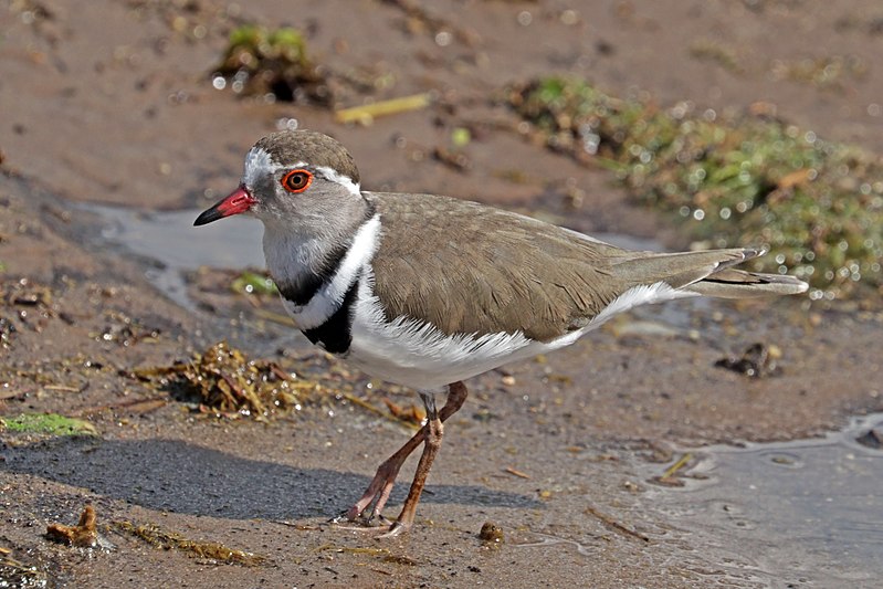 Three-banded Plover (Thinornis tricollaris) photo
