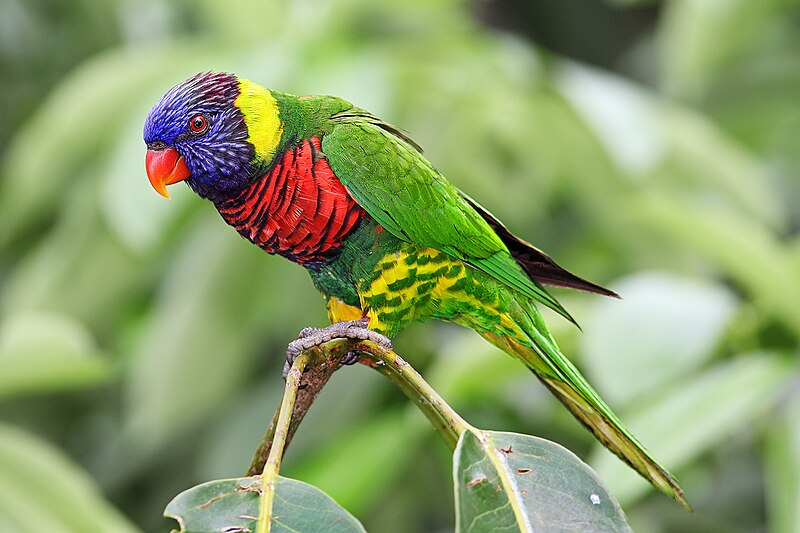 Coconut Lorikeet (Trichoglossus haematodus) photo