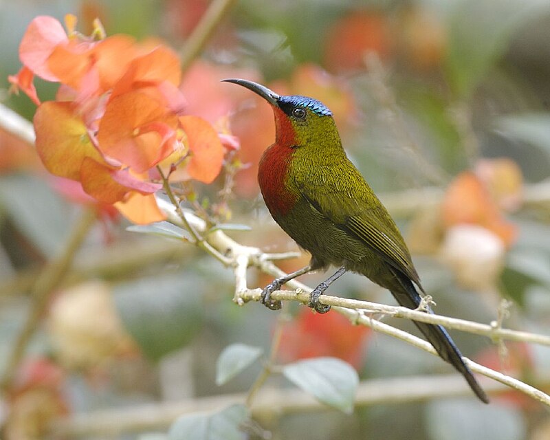White-flanked Sunbird (Aethopyga eximia) photo