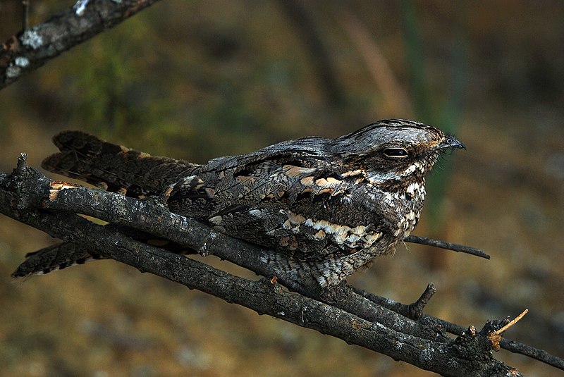 Eurasian Nightjar (Caprimulgus europaeus) photo