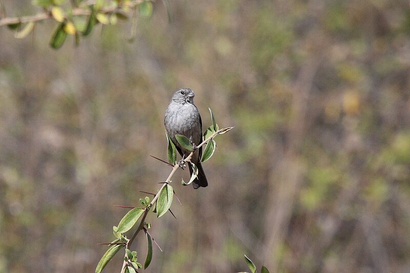 Ash-breasted Sierra Finch (Geospizopsis plebejus) photo