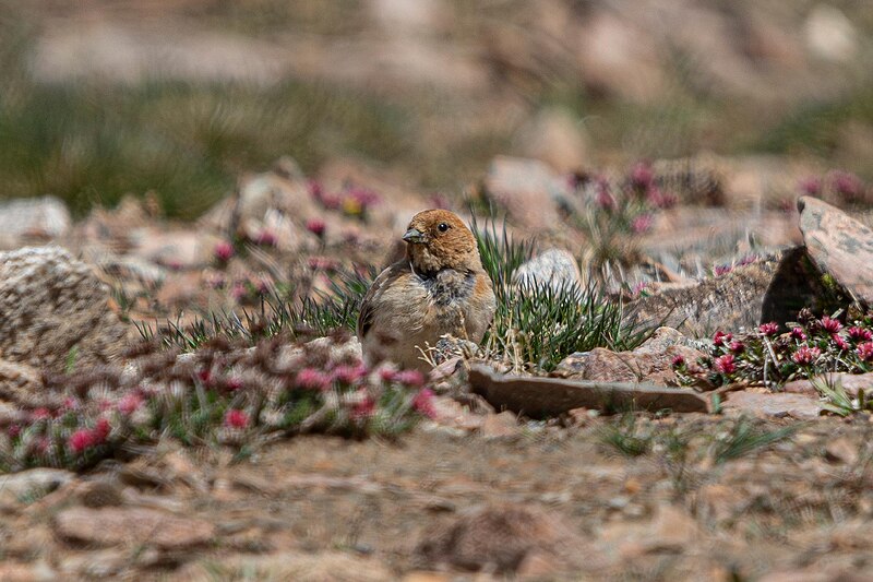 Sillem's Rosefinch (Carpodacus sillemi) photo