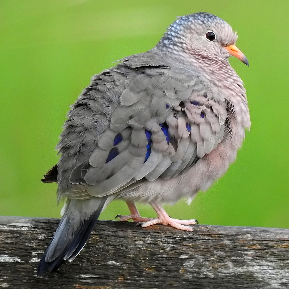 Common Ground Dove (Columbina passerina)