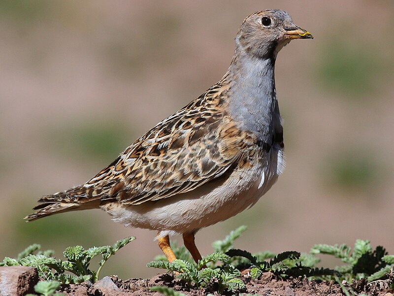 Gray-breasted Seedsnipe (Thinocorus orbignyianus) photo