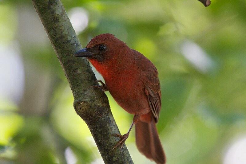 Red-throated Ant-Tanager (Driophlox fuscicauda) photo