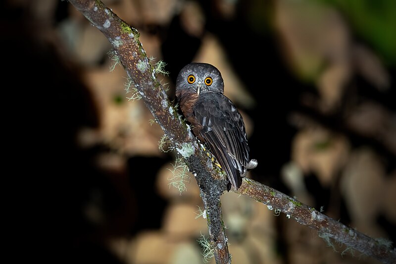 Papuan Boobook (Ninox theomacha) photo
