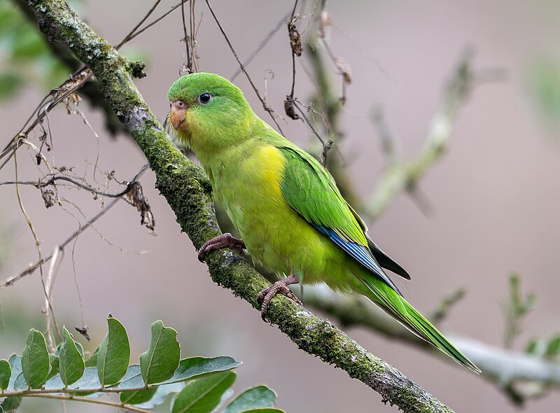 Mountain Parakeet (Psilopsiagon aurifrons) photo