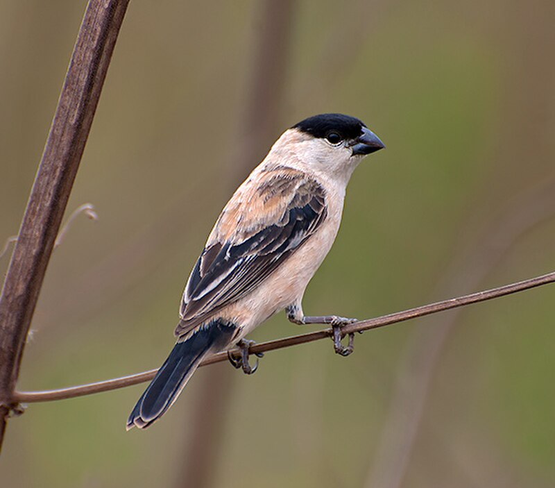 Pearly-bellied Seedeater (Sporophila pileata) photo