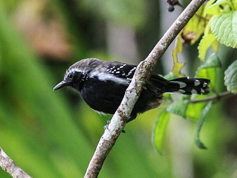 Northern White-fringed Antwren (Formicivora intermedia) photo
