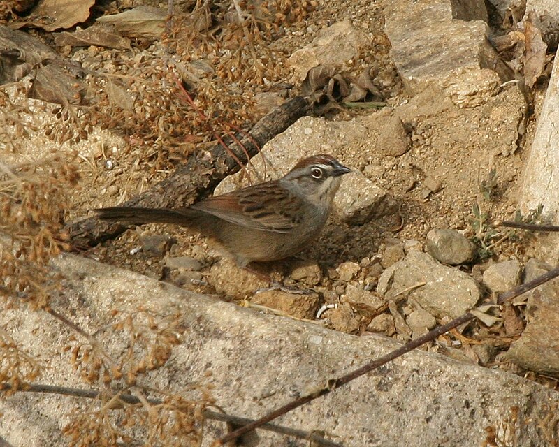 Oaxaca Sparrow (Aimophila notosticta) photo