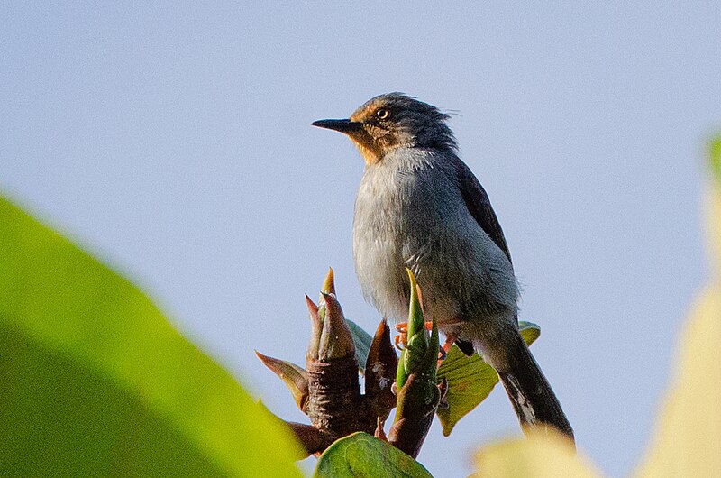 Bamenda Apalis (Apalis bamendae) photo