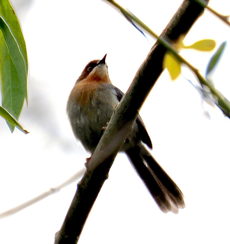 Chapin's Apalis (Apalis chapini) photo
