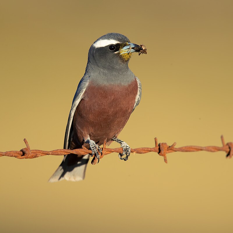 White-browed Woodswallow (Artamus superciliosus) photo