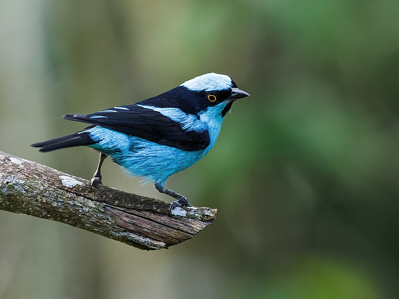 Turquoise Dacnis (Dacnis hartlaubi) photo