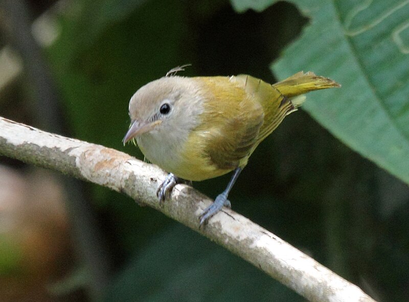 Dusky-capped Greenlet (Pachysylvia hypoxantha) photo