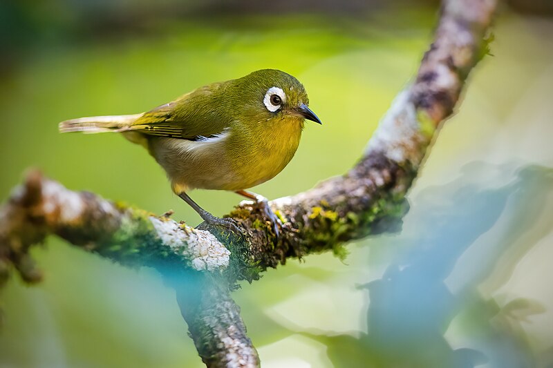 Green-backed White-eye (Zosterops xanthochroa) photo