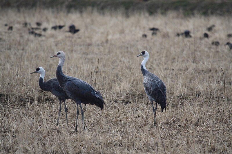 Hooded Crane (Grus monacha) photo
