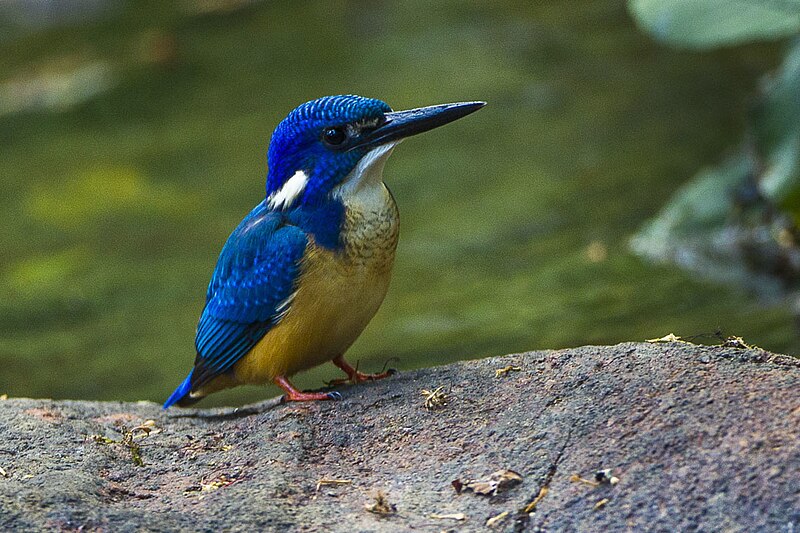 Half-collared Kingfisher (Alcedo semitorquata) photo