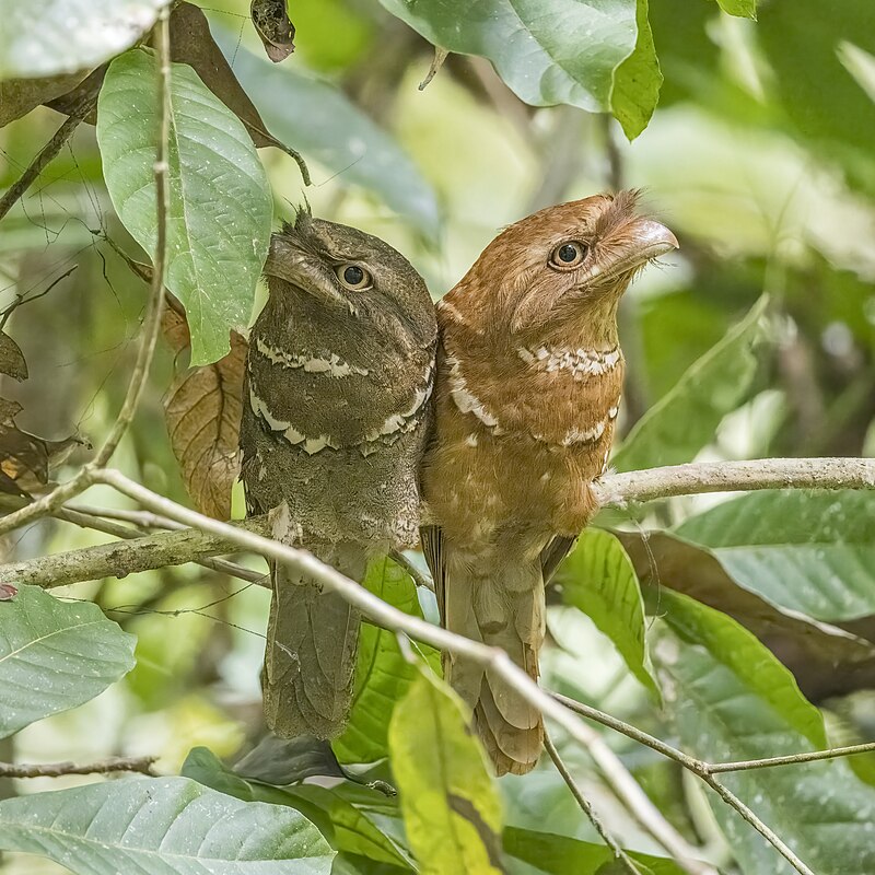 Philippine Frogmouth (Batrachostomus septimus) photo