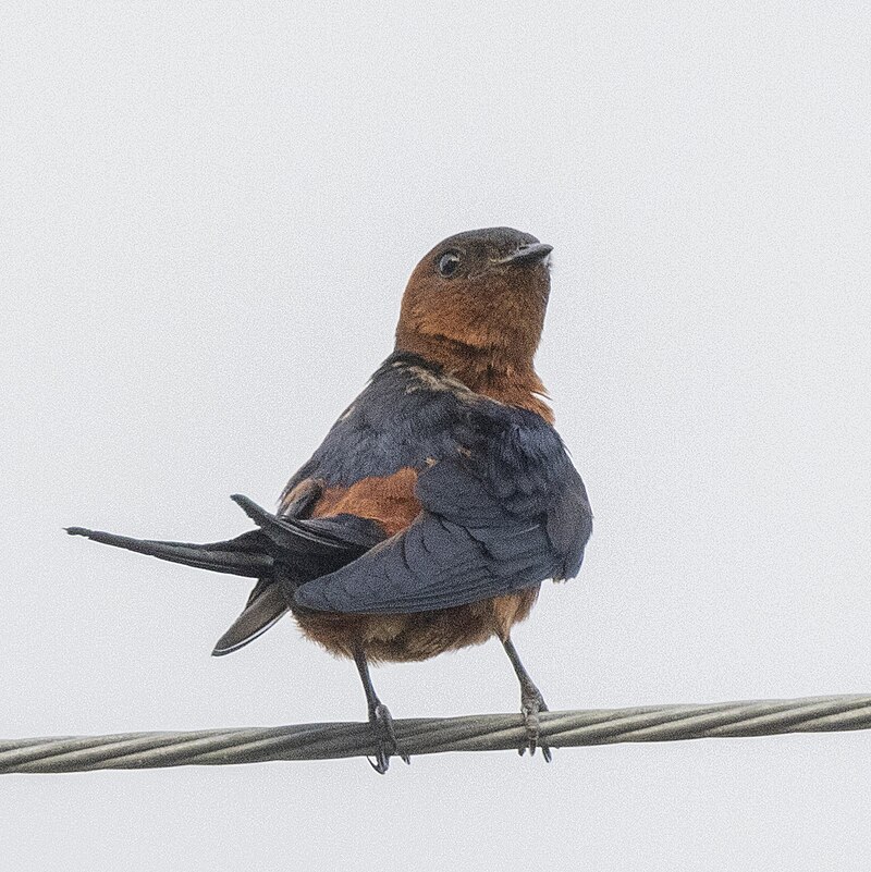 Rufous-bellied Swallow (Cecropis badia) photo
