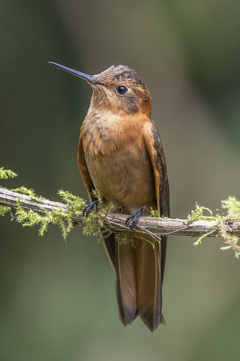 Shining Sunbeam (Aglaeactis cupripennis) photo